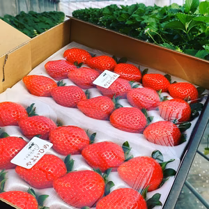 品評会最高金賞受賞 朝採れ甘熟いちご (800g x 1箱) 家族みんなで♬