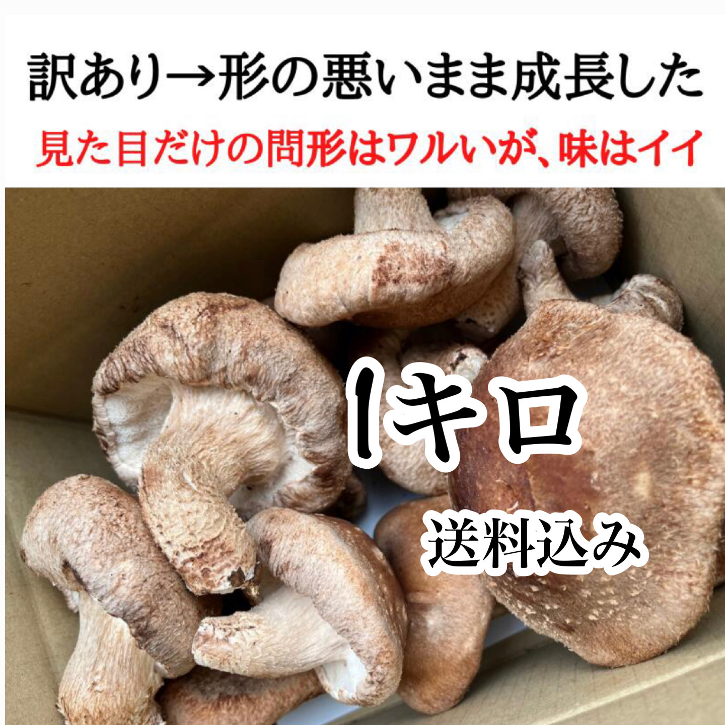 農家直送 訳あり 頑張って成長したが形が悪い椎茸さん1キロ送料込み