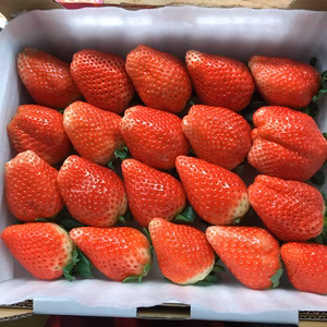 予約販売！2026年1月発送！完熟スカイベリー家庭用900ｇ以上満杯詰め