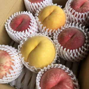 桃　“川中島白桃“&“黄金桃“２色食べ比べBOX 家庭用 
