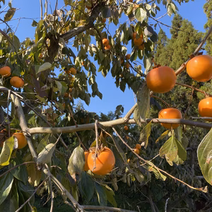 渋柿　干し柿などに