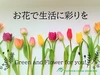 【定期便】第2金曜日発送　チューリップ切り花 アソートセット
