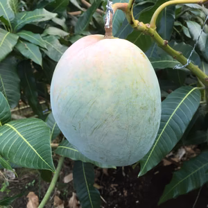 沖縄県産　キーツマンゴー