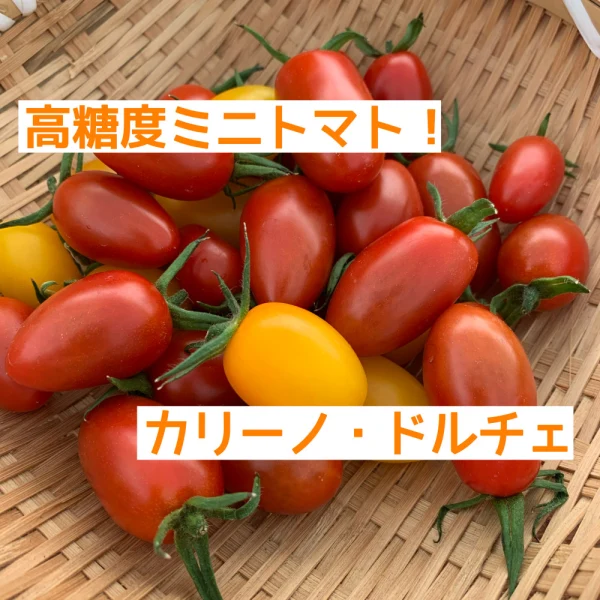 甘いミニトマト！カリーノ•ドルチェ　赤黄色混合1kg