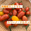 甘いミニトマト！カリーノ•ドルチェ　赤黄色混合1kg