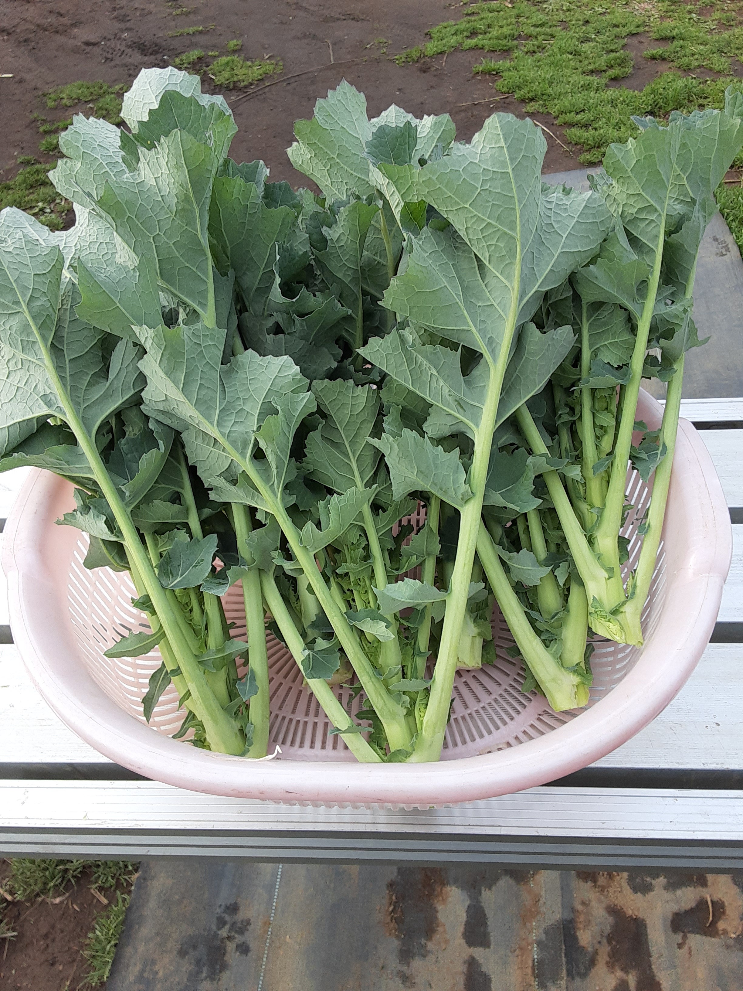 芽キャベツ 宅急便コンパクト入るだけ - 野菜