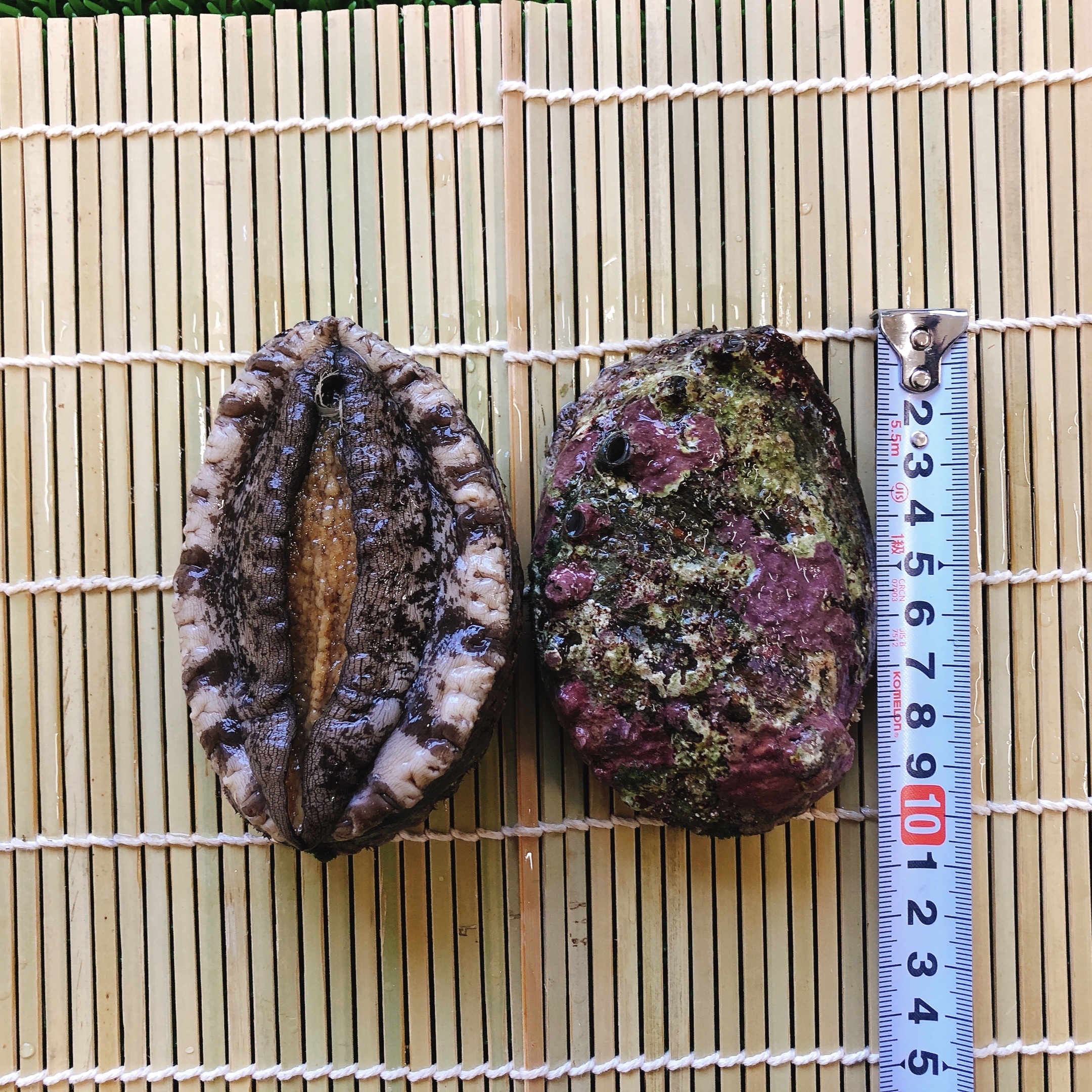 天然活えぞあわび 100mm 農家漁師から産地直送の通販 ポケットマルシェ