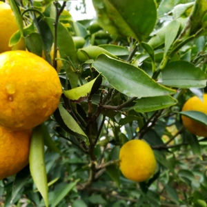 3月以上消毒ナシ　花粉症対策に　幻の柑橘　ジャバラ