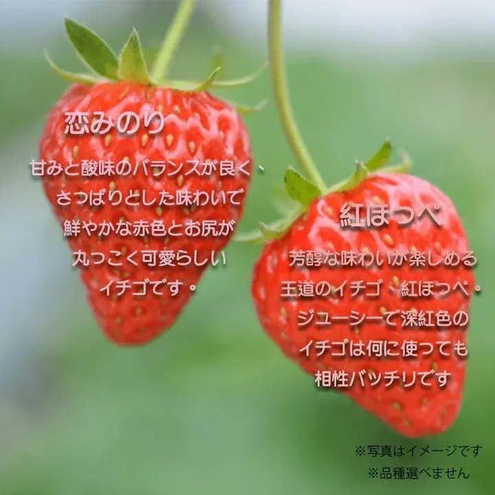 熊本産 雅乃苺 赤いちご 淡雪 紅白セット-大玉400g