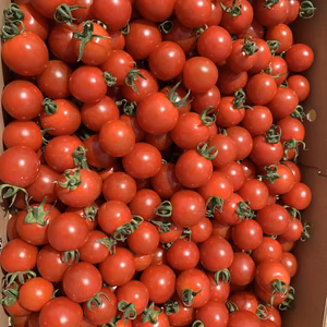 青森の夏野菜　甘さが濃厚サンチェリーピュア