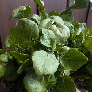 BioCresson Box【小】(春のクレソン）