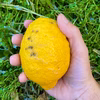 【LEMON】熱海レモン 2025