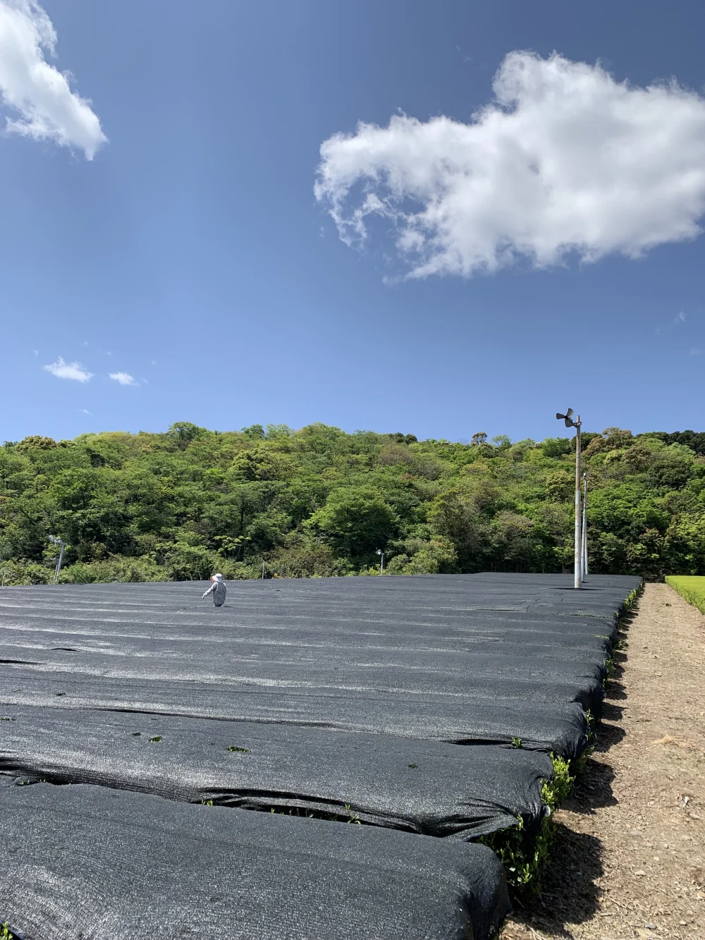 【送料無料】たっぷり100本！粉末かぶせ茶スティック 0.5g×100【吉良茶】