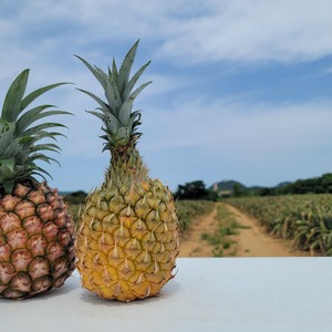 《極上パイナップル》ピーチパインとスナックパインの食べ比べセット❗