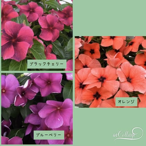 晩秋まで開花！暑さに強いアンティーク日々草タトゥー★3色5苗より