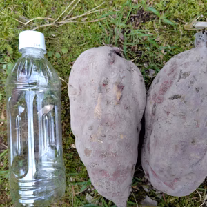 訳アリ！大きいサイズ【金時】農薬・化学肥料不使用のサツマイモ