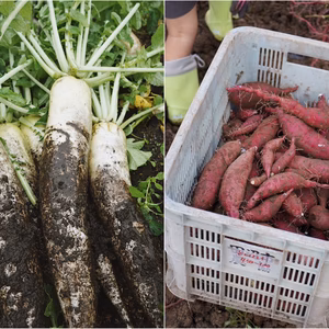 【限定出品】「高原大根」と「べにはるか」の神鍋高原セット！