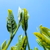 【2026年 新茶】京都・舞鶴 煎茶（50g）