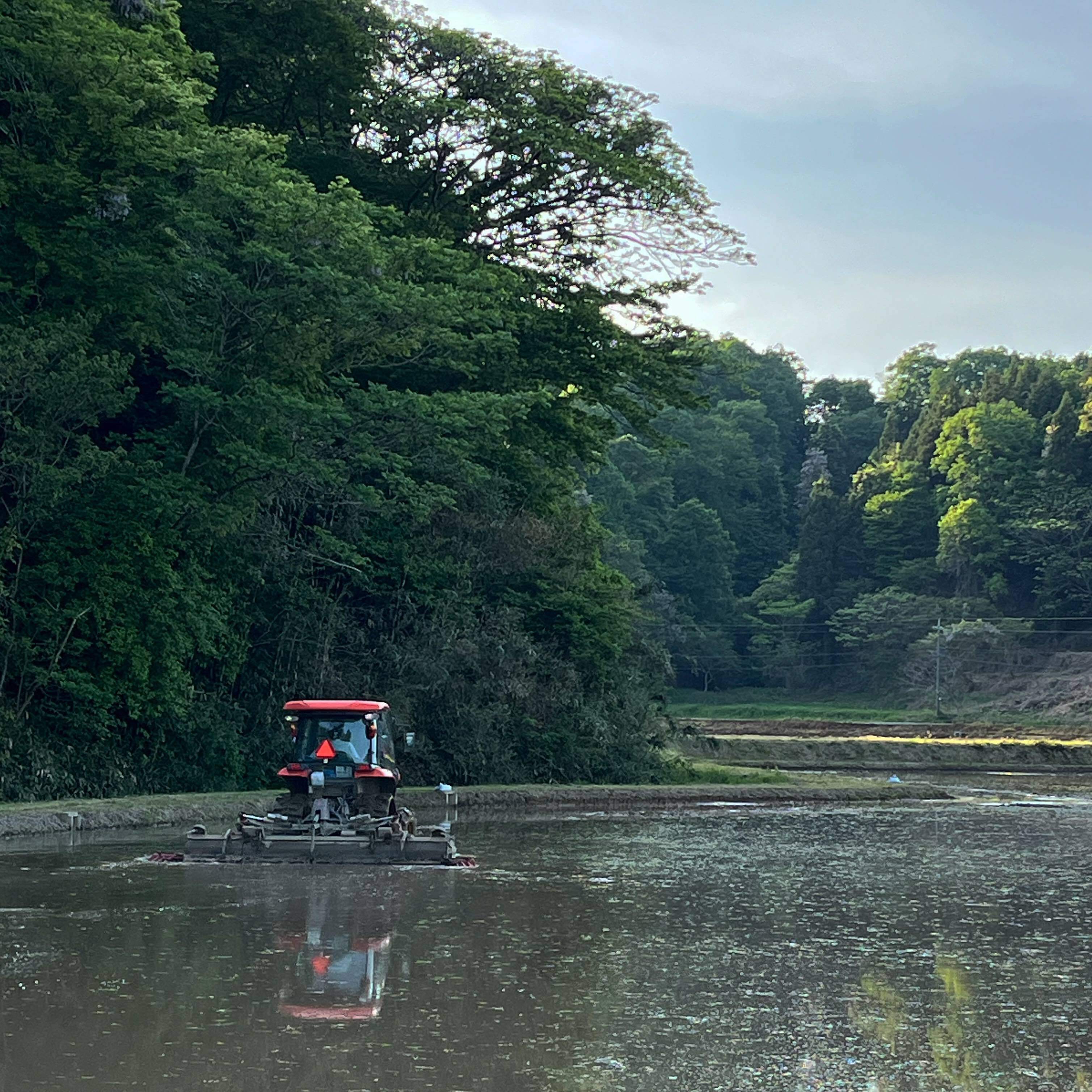 令和7年産】特別栽培米コシヒカリ（玄米） 石川県産｜玄米の商品詳細