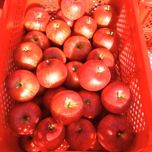 しあわせりんご「樹上完熟シナノスイート」（訳あり品）※10月中下旬発送