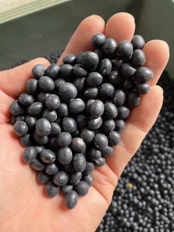 福井県産黒大豆　☆減農薬、化学肥料不使用