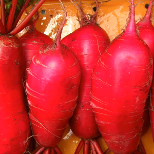 赤大根4白大根8赤コカブ25/トリオパワーで元気な日々！～農薬/化学肥料・不使用