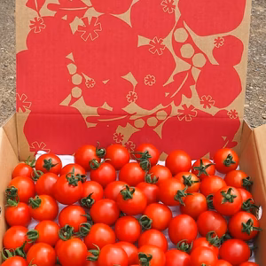 濃厚　秋のミニトマト『ピッコラ・ルージュ』