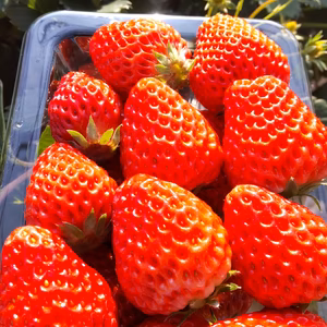 完熟いちご(紅ほっぺ)250g4パック(レギュラーパック)