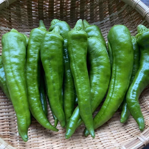 『クール便発送』季節限定！『万願寺唐辛子５００g』