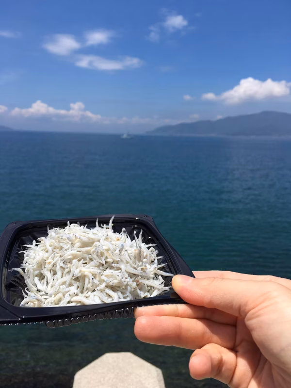 ２6日獲れたて出荷　おまけかえり今日最終　釜揚げシラス獲たてラッキー企画！