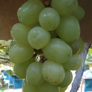 超希少品種  天山