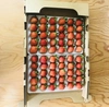 北海道産完熟夏イチゴ1箱(30玉1トレー+24玉1トレー)当日収穫したものを発送