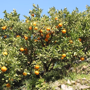 【中島の雫】宮川早生（みやがわわせ）
