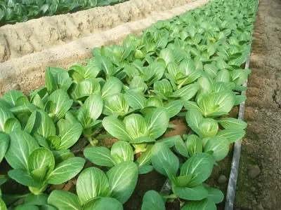 美味しさには訳がある。有機野菜セット100