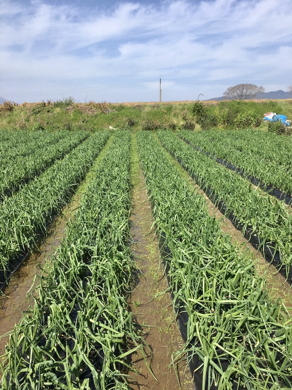 鹿児島産】甘塩新玉ねぎ箱込み2キロ^_^｜野菜の商品詳細｜ポケット