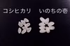  新米 氷河米「いのちの壱」玄米 大粒自慢 特別栽培米 令和７年産 山形県庄内産