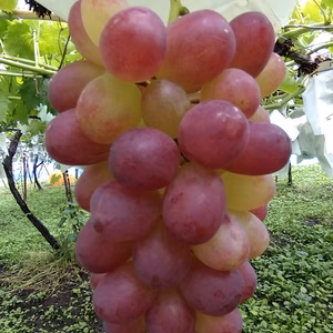 ぶどうの女王 リザマート 皮ごと