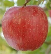 山形県産/完熟ぶどう・りんごの100％ジュース1000mlx各1本(2本セット)