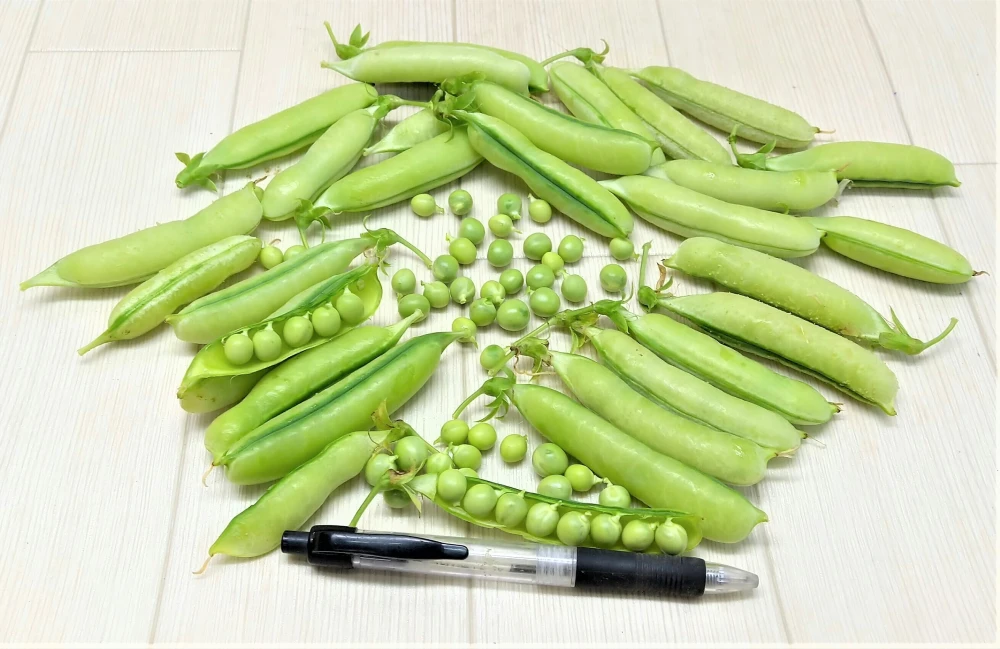 ほんまかいな？　糖度15度の「うすい豌豆」