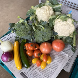 季節のお野菜 定期便 