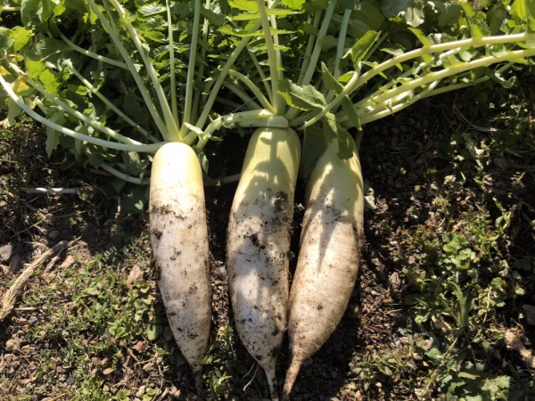 無農薬 大根(葉っぱ付き)