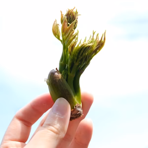 【期間限定】4月中頃発送予定 原木収穫 タラの芽 宮城県産 西根の森