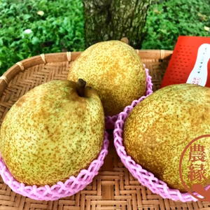 【予約受付10月下旬お届け】福島県産ゼネラルレクラーク特大3個1.8ｋｇギフト用