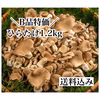 ゲリラセール　B品ひらたけ1.2kg