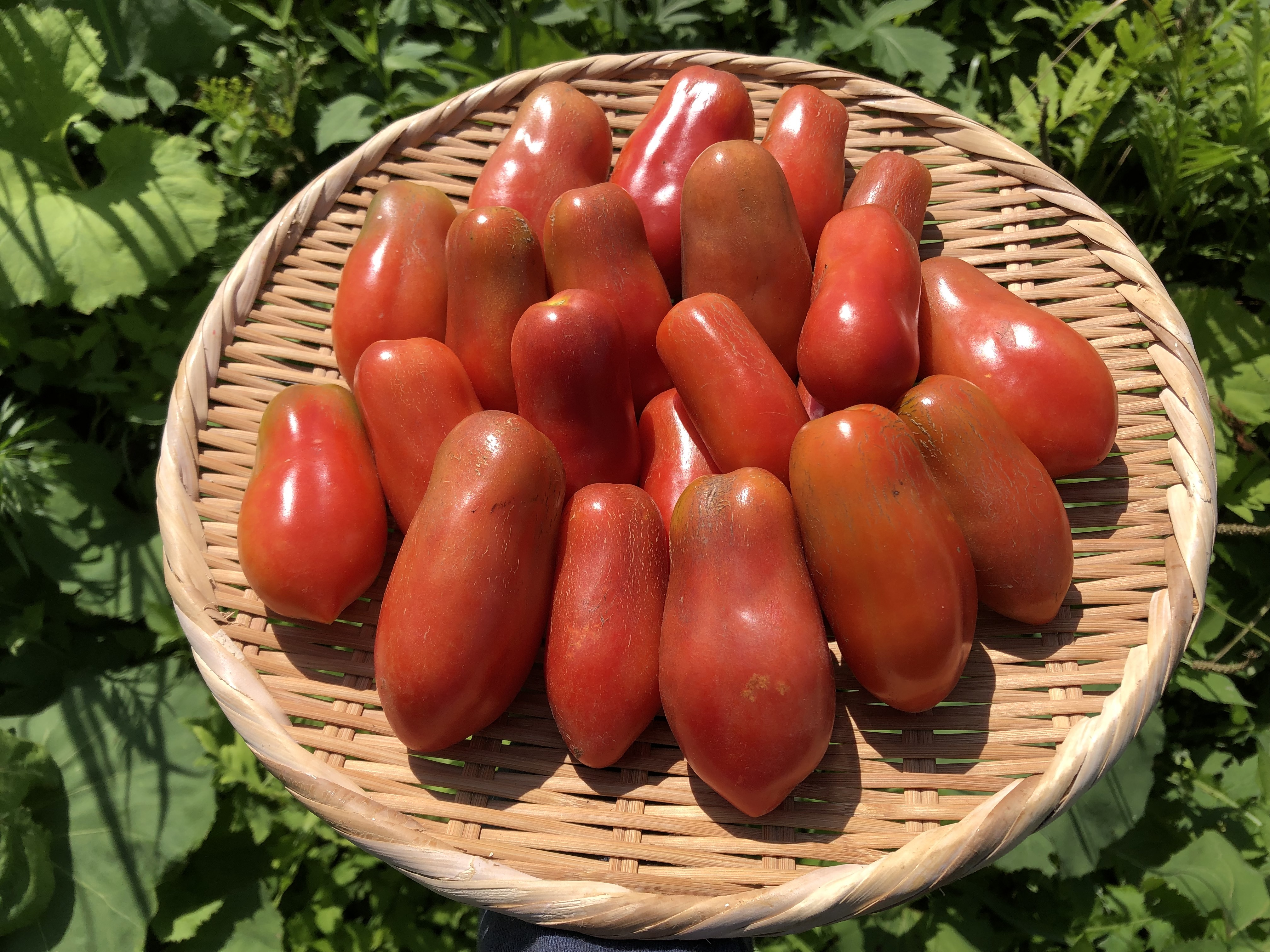 トマトの通販・お取り寄せ商品｜野菜｜ポケットマルシェ｜産地