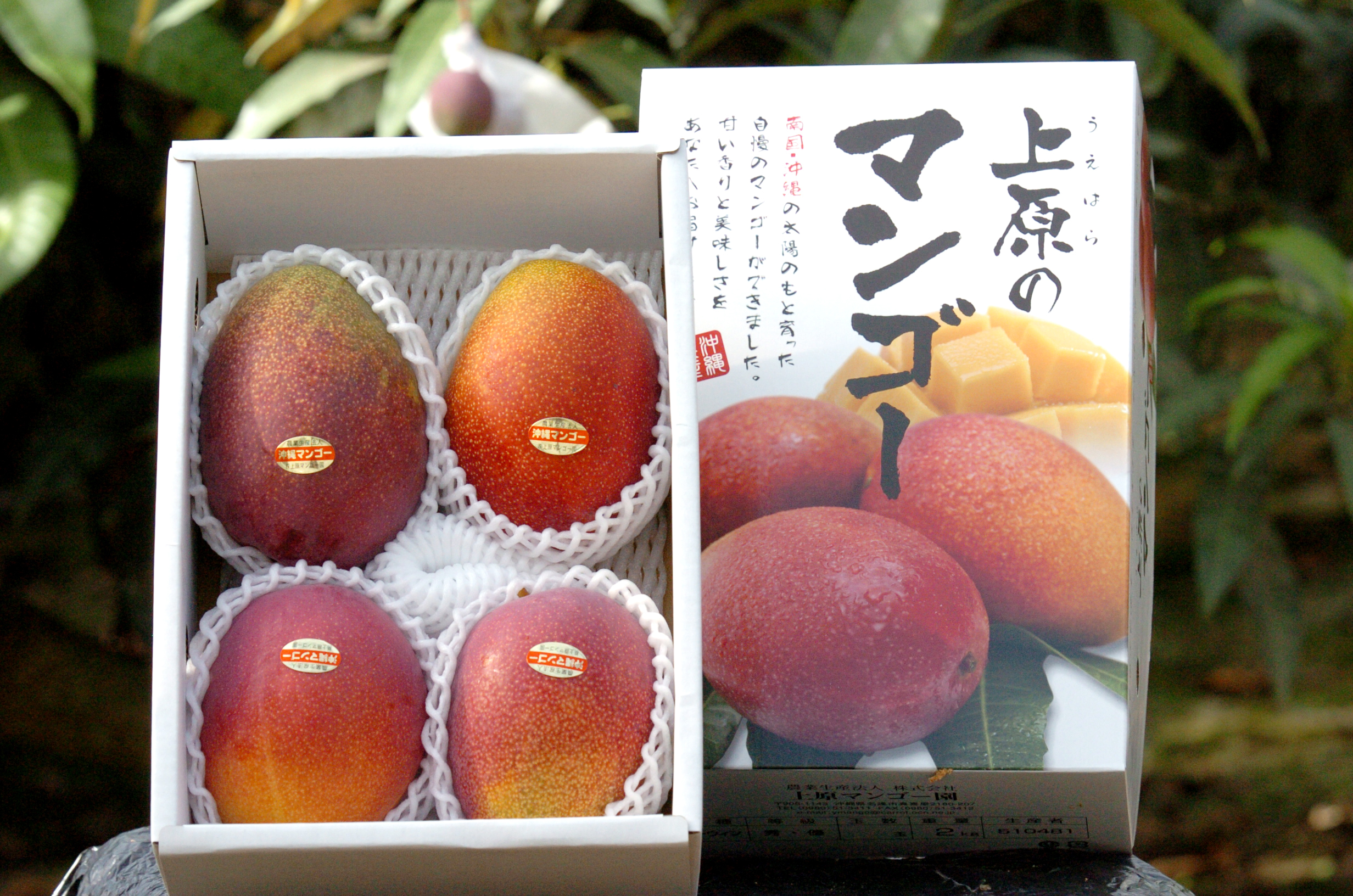 沖縄産☆贈答用金煌マンゴー6玉(2kg) - 果物