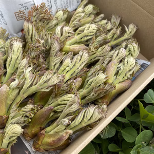 飛騨のタラノメ