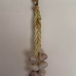 2023年6月収穫 ガーリックブレード