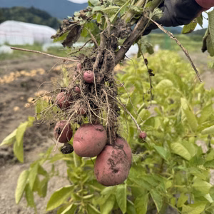 【農薬・化成肥料不使用】甘くてねっとり⭐︎新じゃがレッドムーン