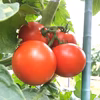 【台湾案件】食べて美味しいトマトそのままジュースに　無塩、1㍑瓶1本